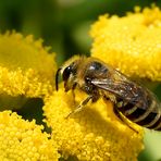 Gemeine Seidenbiene (Colletes daviesanus)