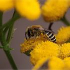 Gemeine Seidenbiene (Colletes daviesanus), Weibchen