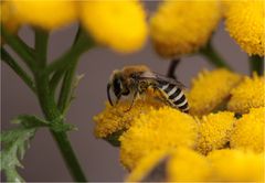 Gemeine Seidenbiene (Colletes daviesanus), Weibchen