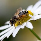 Gemeine Seidenbiene