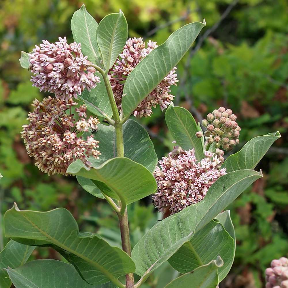 Gemeine Seidenpflanze (Asclepias syriaca)