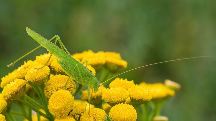 Gemeine Sichelschrecke