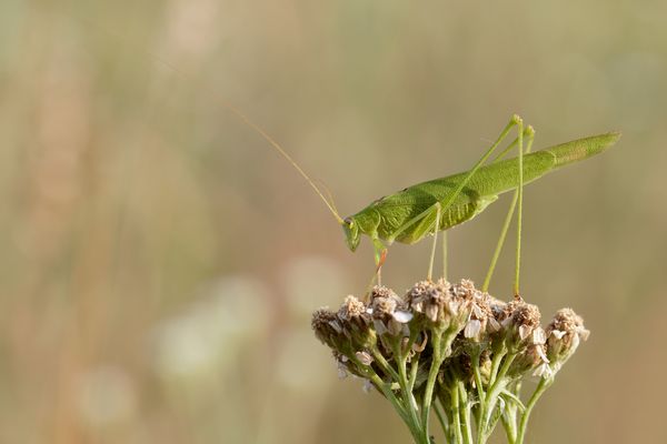  Gemeine Sichelschrecke 