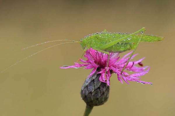 Gemeine Sichelschrecke 