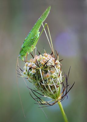 Gemeine Sichelschrecke
