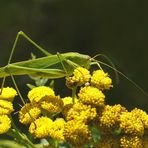 Gemeine Sichelschrecke