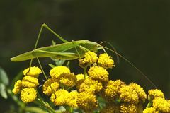 Gemeine Sichelschrecke