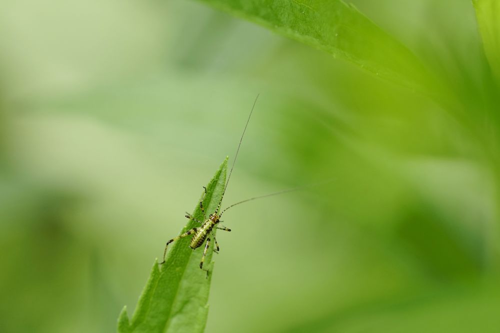 Gemeine Sichelschrecke