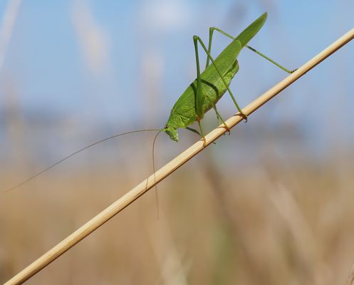 Gemeine Sichelschrecke