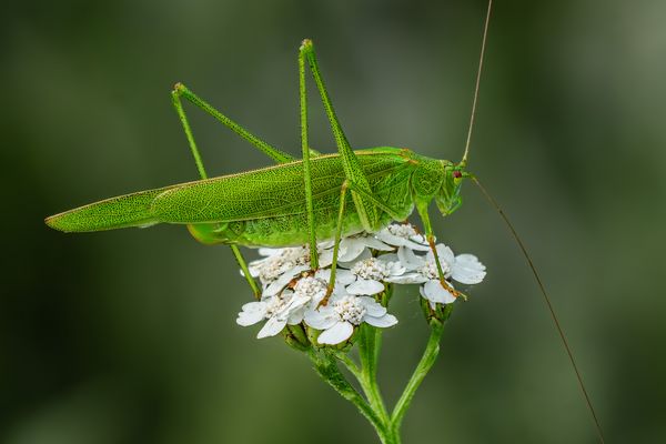 Gemeine Sichelschrecke