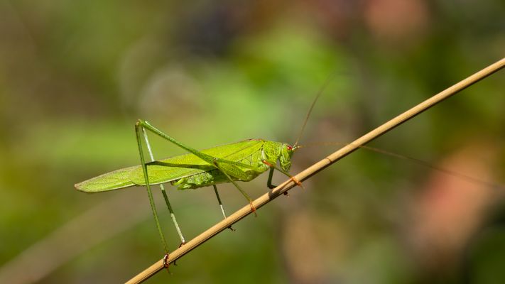 gemeine sichelschrecke m.