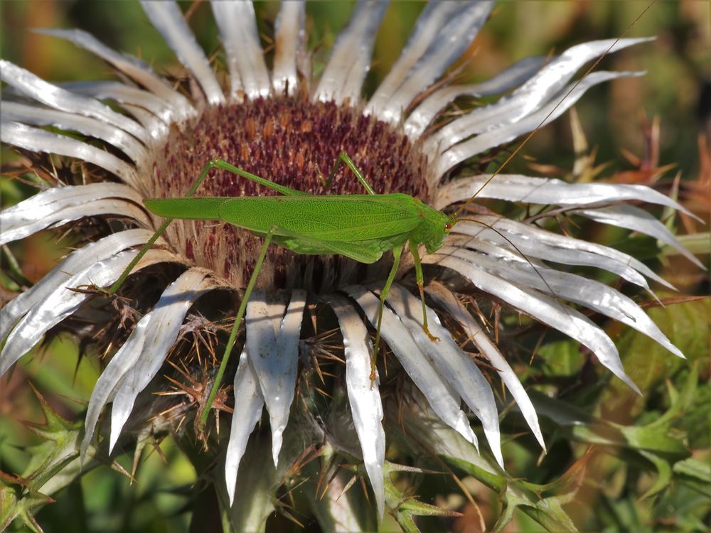 Gemeine Sichelschrecke (Phaneroptera falcata)