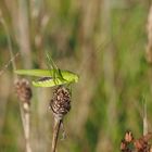 Gemeine Sichelschrecke (Phaneroptera falcata)