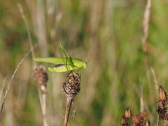 Gemeine Sichelschrecke (Phaneroptera falcata)