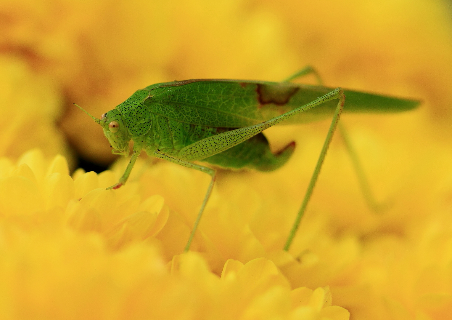 Gemeine Sichelschrecke (Phaneroptera falcata)