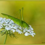 Gemeine Sichelschrecke (Phaneroptera falcata).......