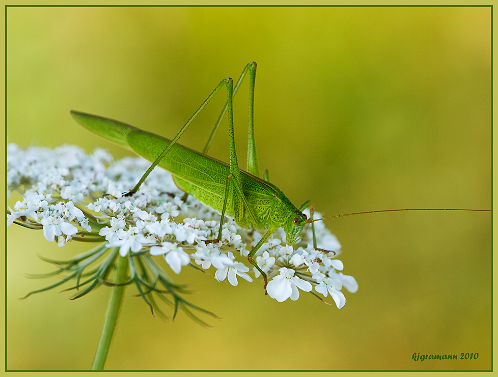 Gemeine Sichelschrecke (Phaneroptera falcata)....... Foto & Bild
