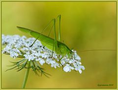 Gemeine Sichelschrecke (Phaneroptera falcata).......