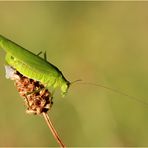 Gemeine Sichelschrecke (Phaneroptera falcata)