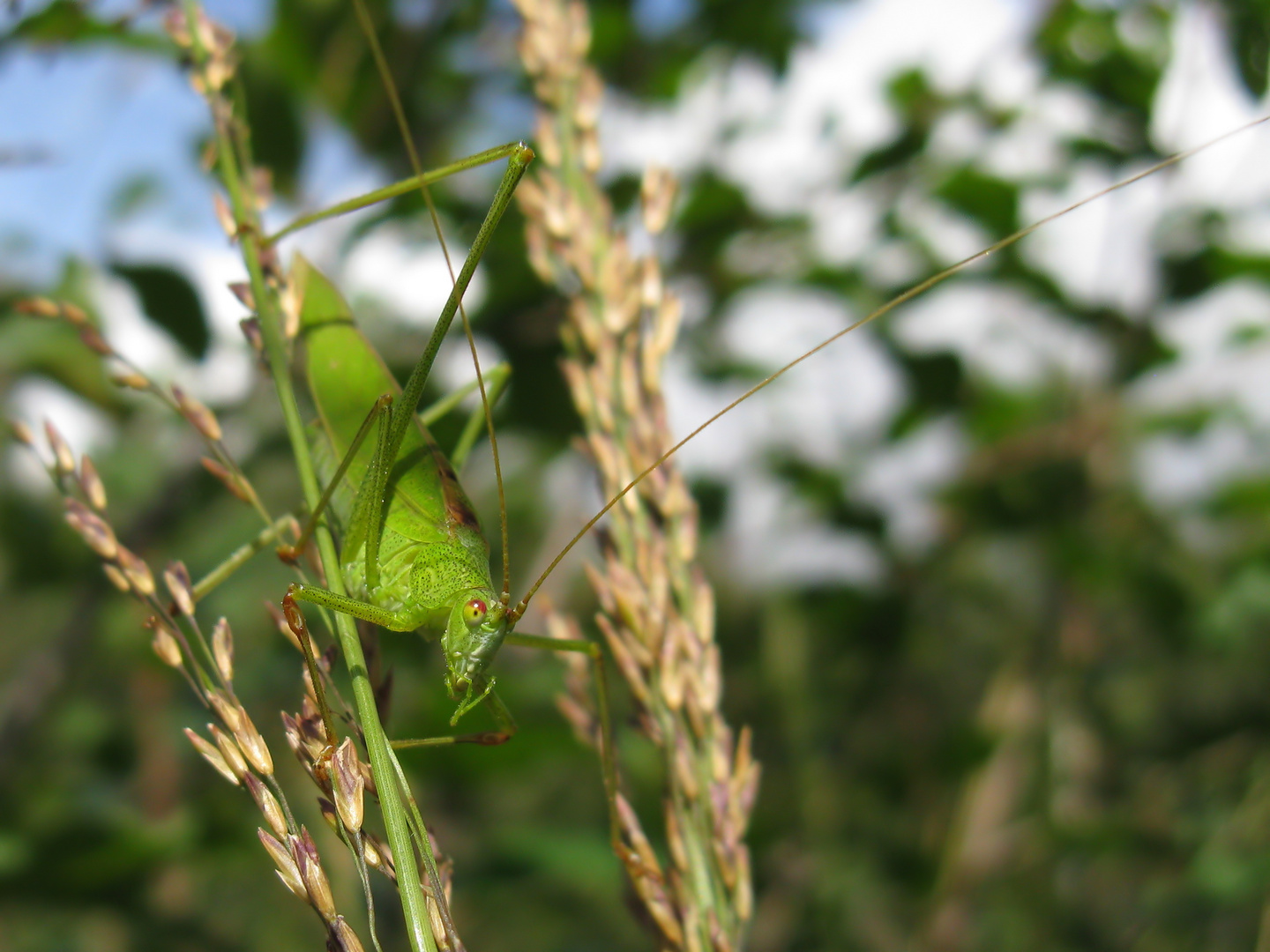 Gemeine Sichelschrecke - (Phaneroptera falcata) Männchen