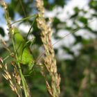 Gemeine Sichelschrecke - (Phaneroptera falcata) Männchen