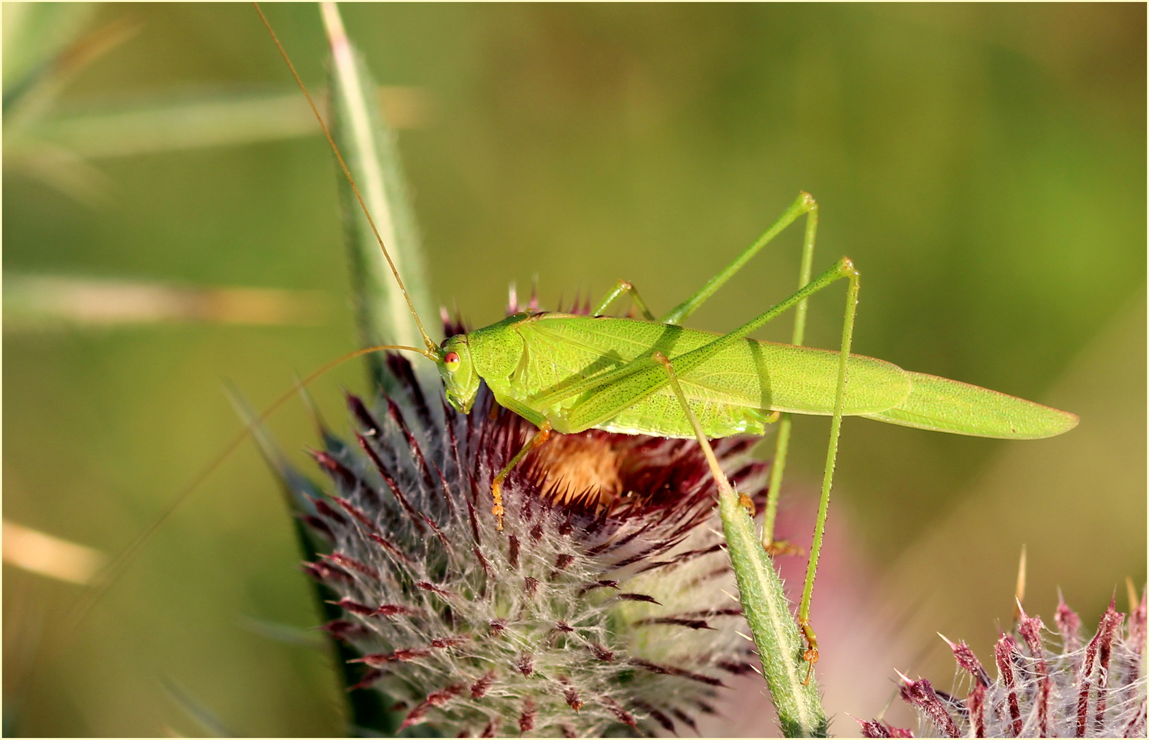 Gemeine Sichelschrecke (Phaneroptera falcata) Männchen.