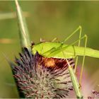 Gemeine Sichelschrecke (Phaneroptera falcata) Männchen.