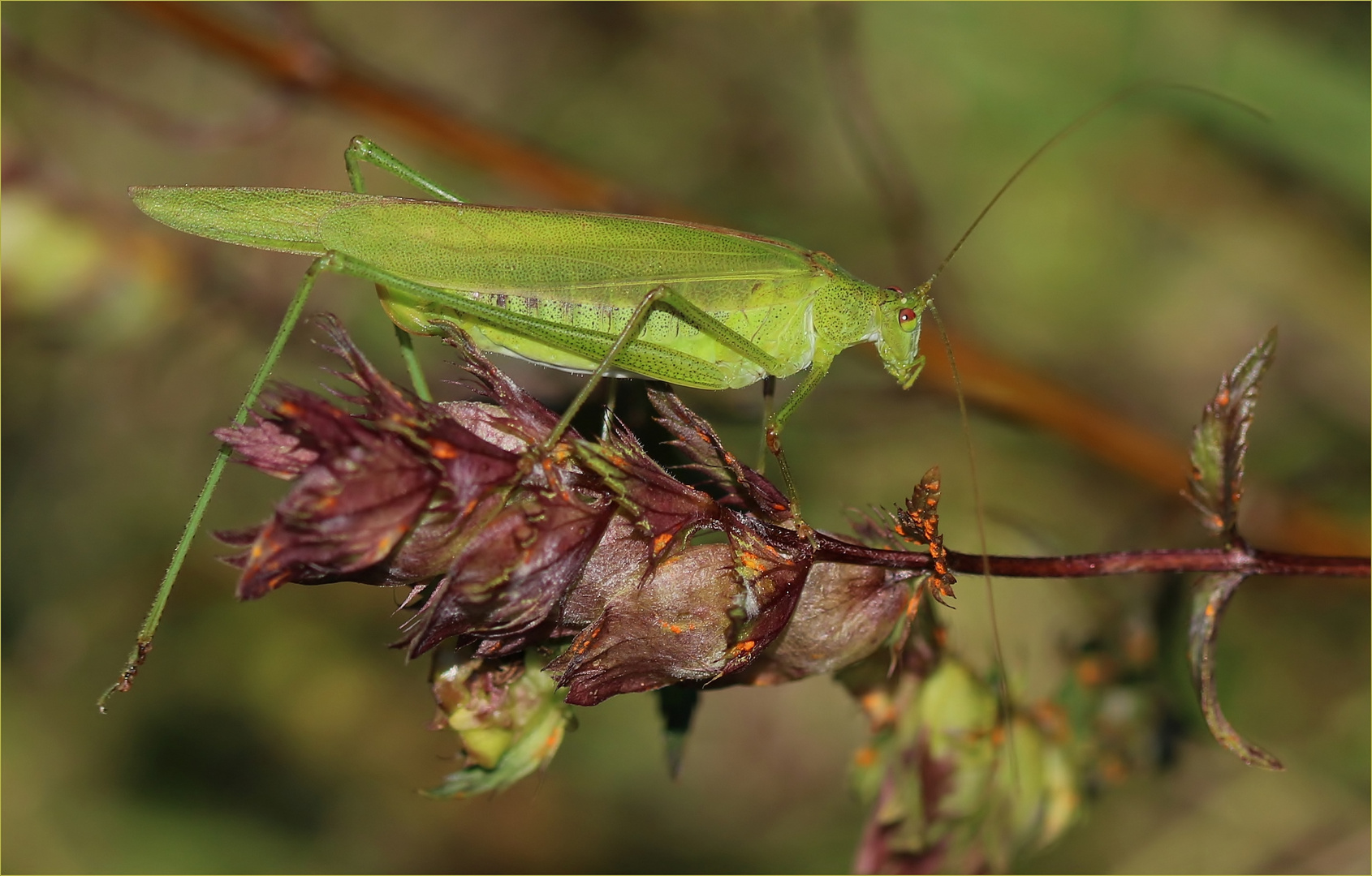 Gemeine Sichelschrecke (Phaneroptera falcata) - Weibchen.