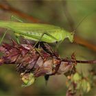 Gemeine Sichelschrecke (Phaneroptera falcata) - Weibchen.