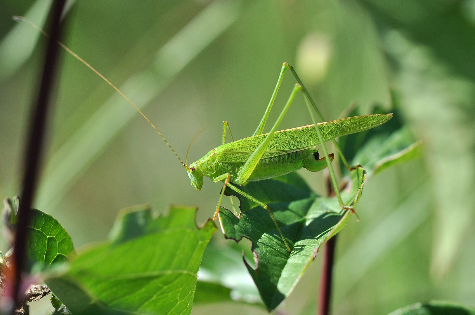 Gemeine Sichelschrecke (Phanoptera falcata)