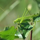 Gemeine Sichelschrecke (Phanoptera falcata)