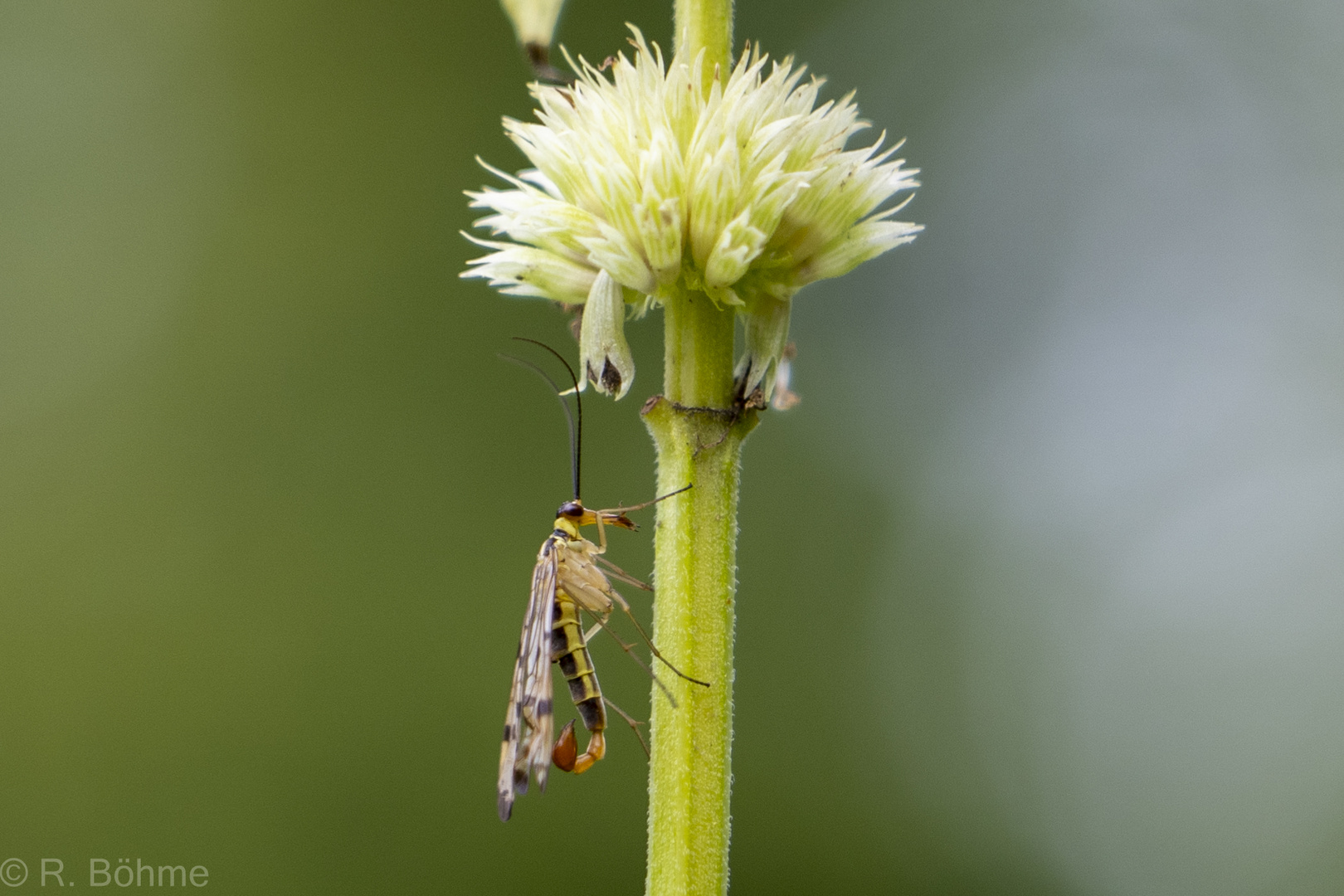 Gemeine Skorpionfliege (Panorpa communis)