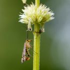 Gemeine Skorpionfliege (Panorpa communis)