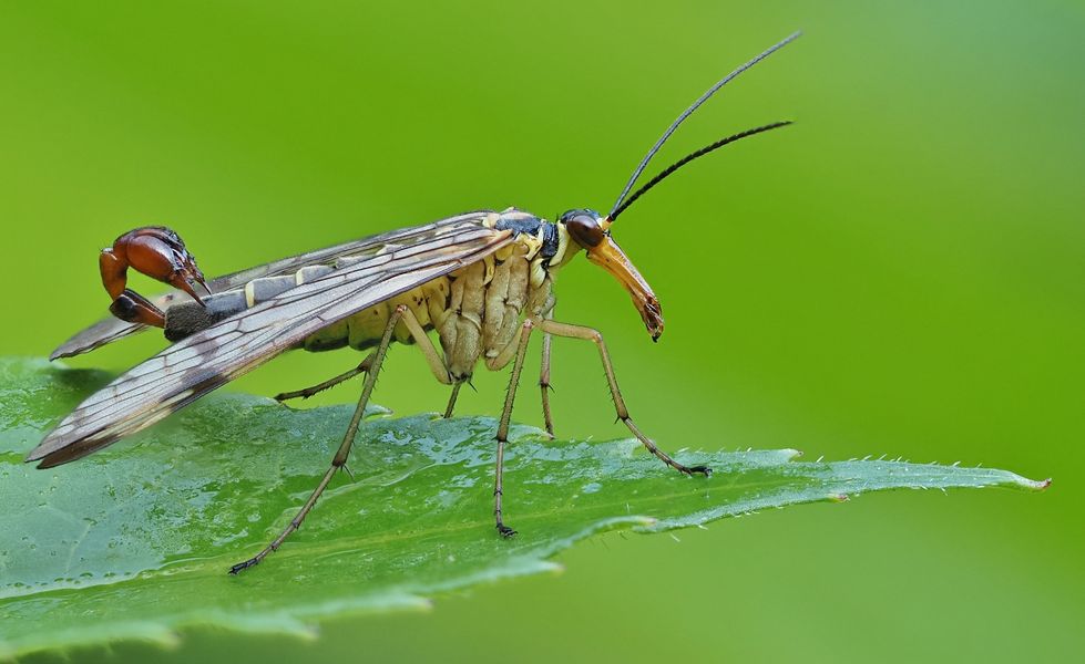 Gemeine Skorpionsfliege