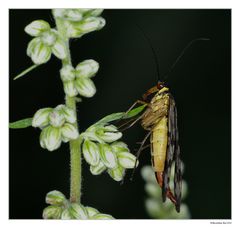 Gemeine Skorpionsfliege