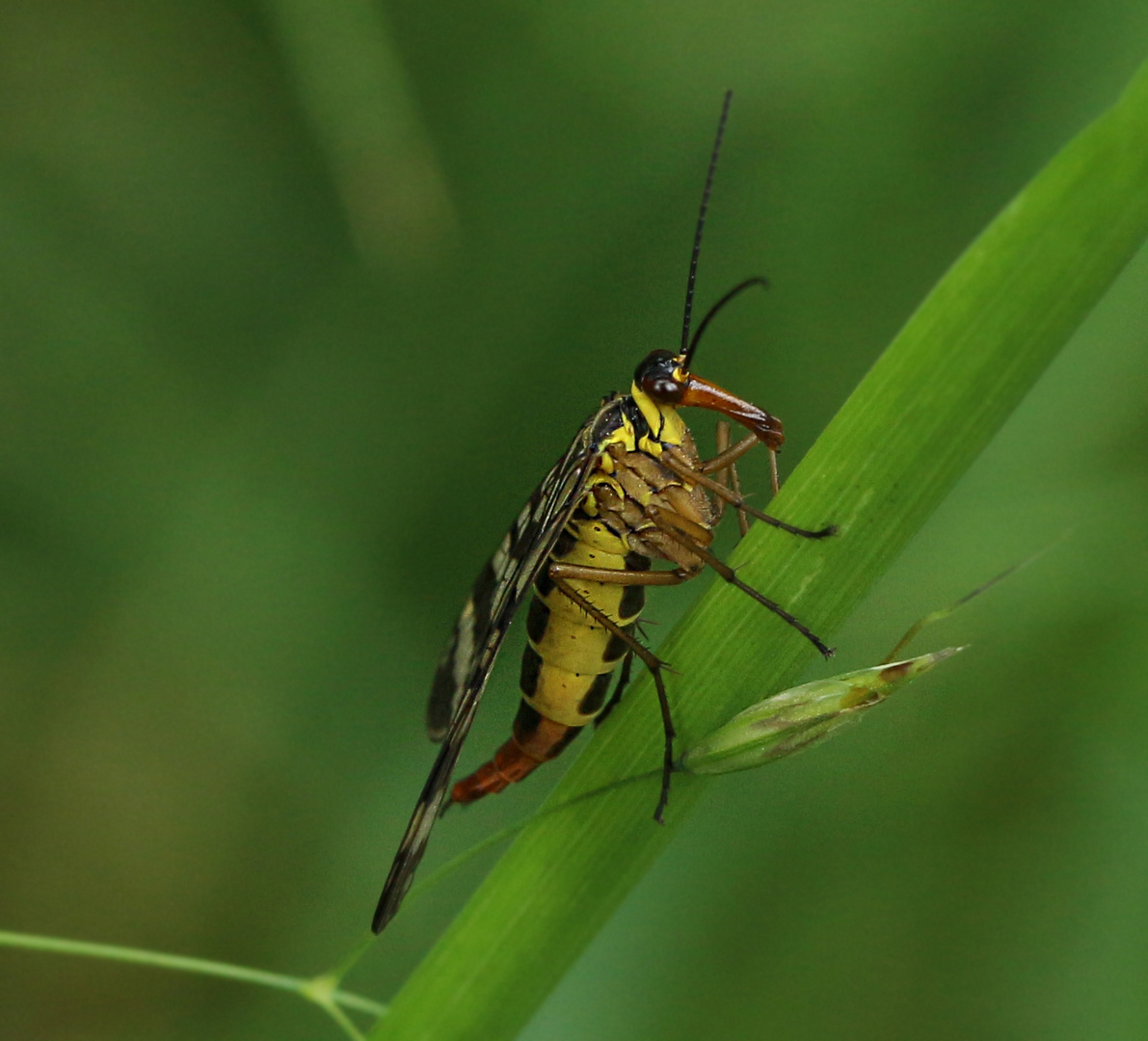 Gemeine Skorpionsfliege