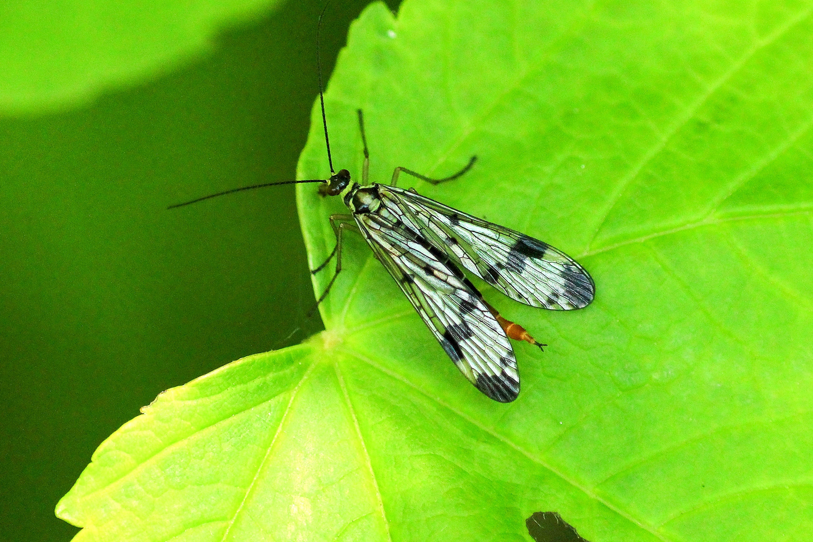 Gemeine Skorpionsfliege