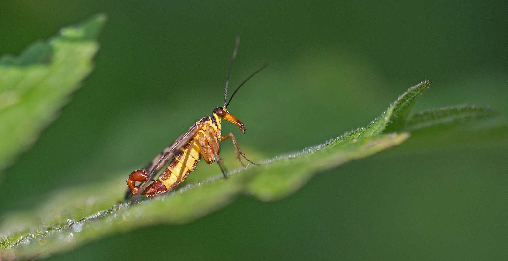 Gemeine Skorpionsfliege