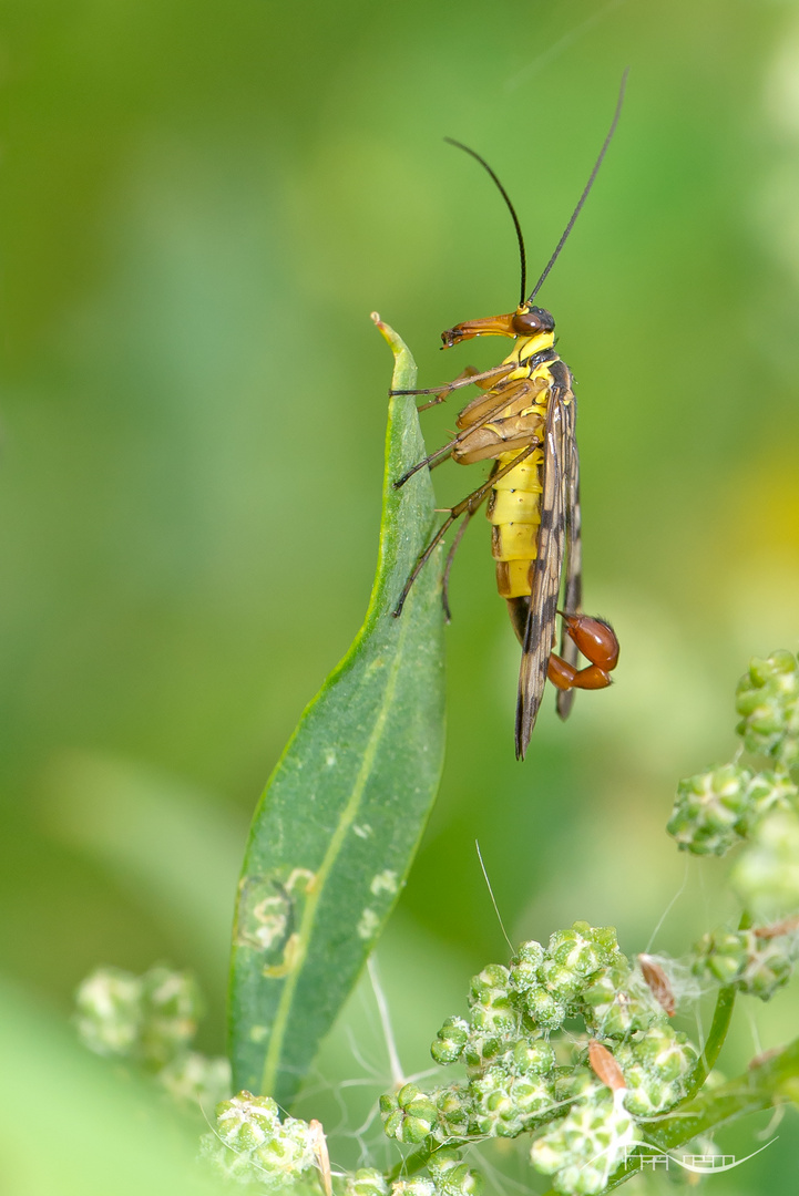 gemeine skorpionsfliege