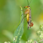 gemeine skorpionsfliege