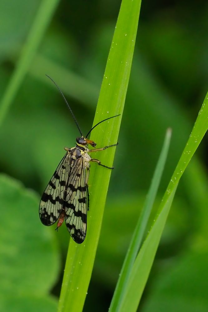 gemeine Skorpionsfliege