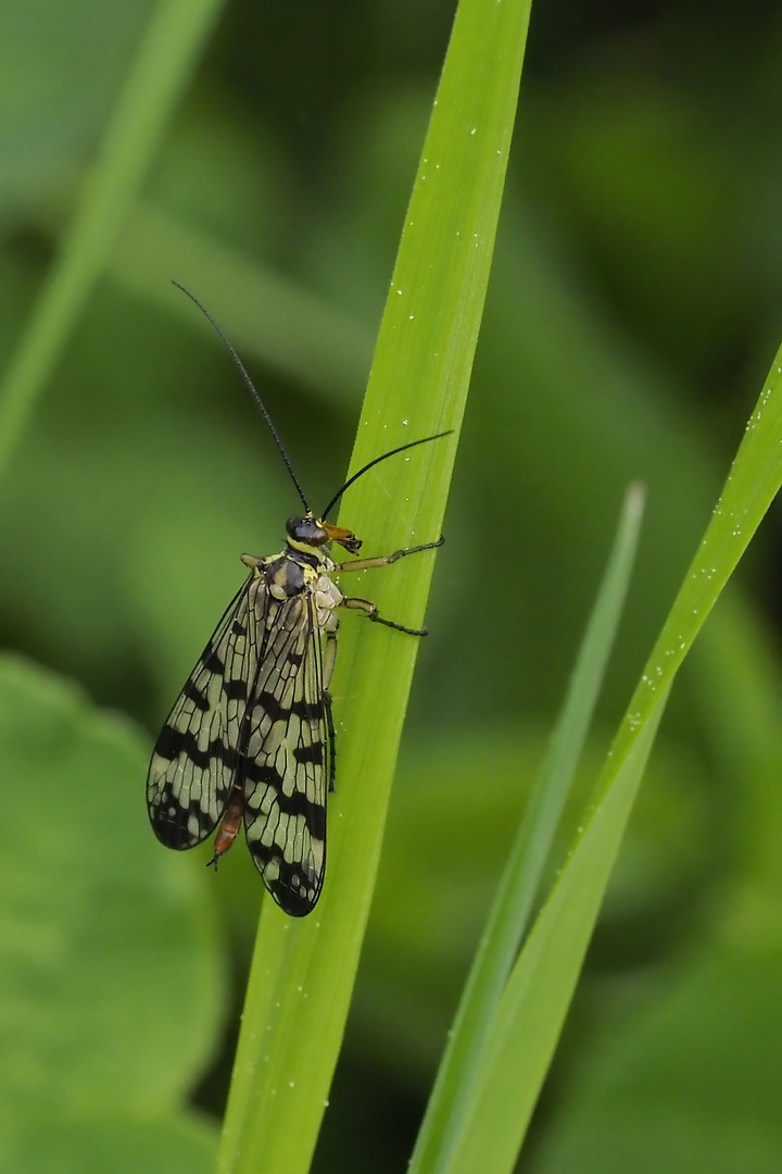 gemeine Skorpionsfliege