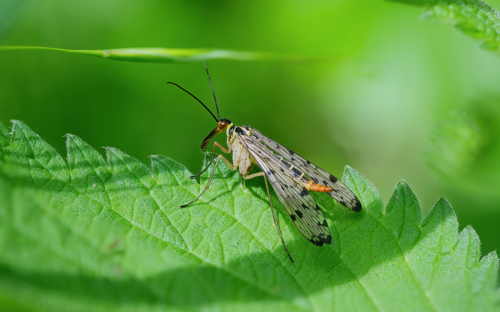 Gemeine Skorpionsfliege