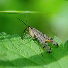 Gemeine Skorpionsfliege