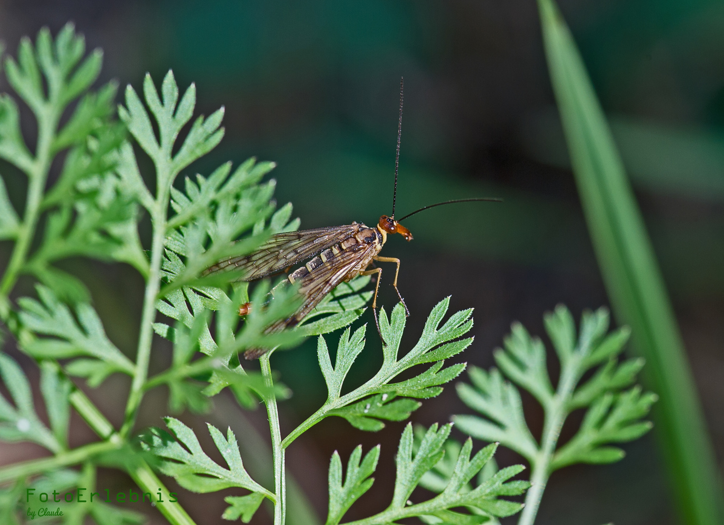 Gemeine Skorpionsfliege