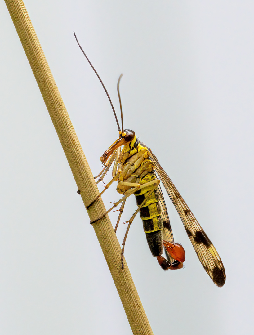 Gemeine Skorpionsfliege