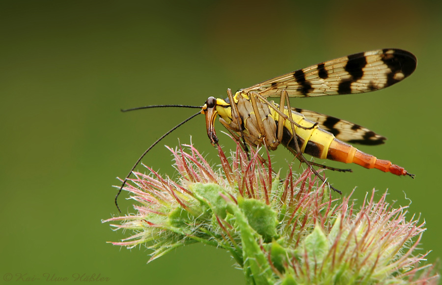 Gemeine Skorpionsfliege