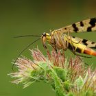 Gemeine Skorpionsfliege