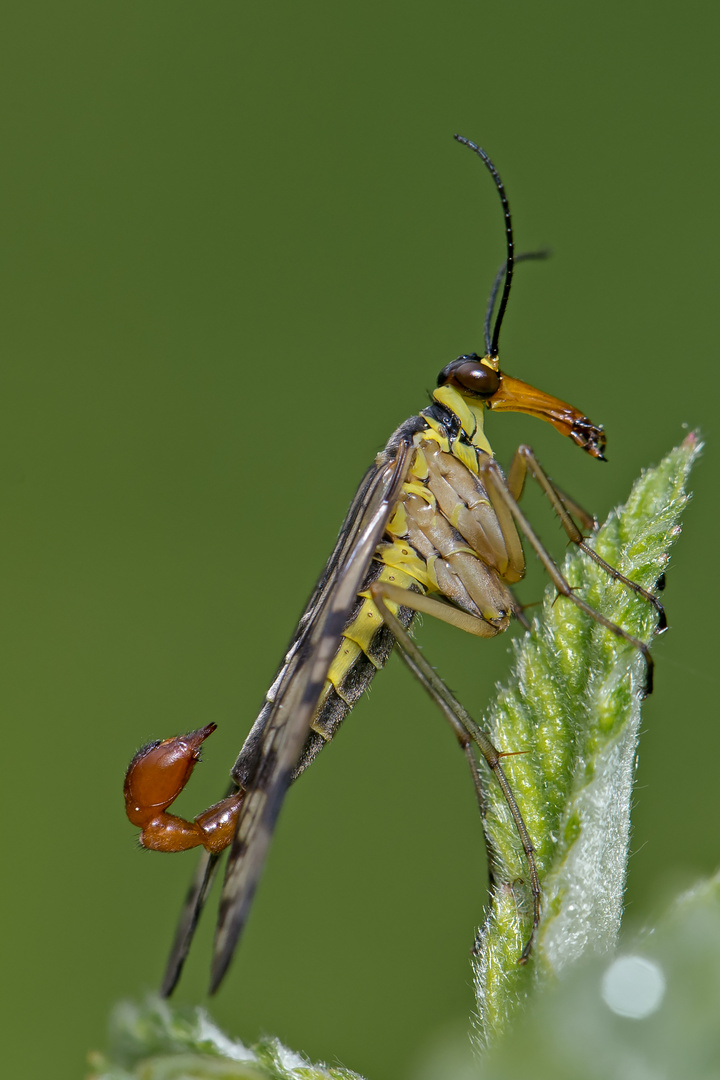 Gemeine Skorpionsfliege