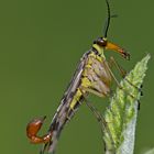 Gemeine Skorpionsfliege